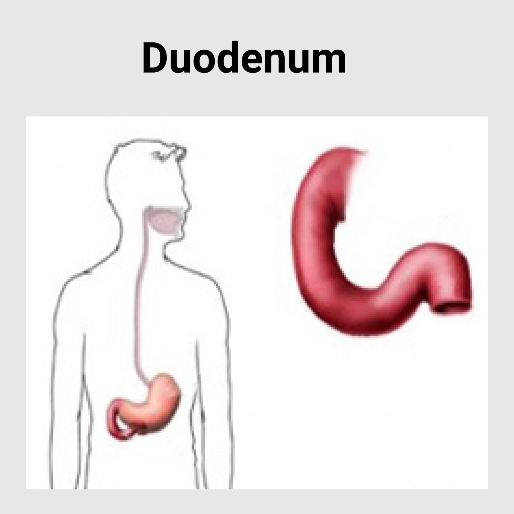 Les Parties Du Duodenum