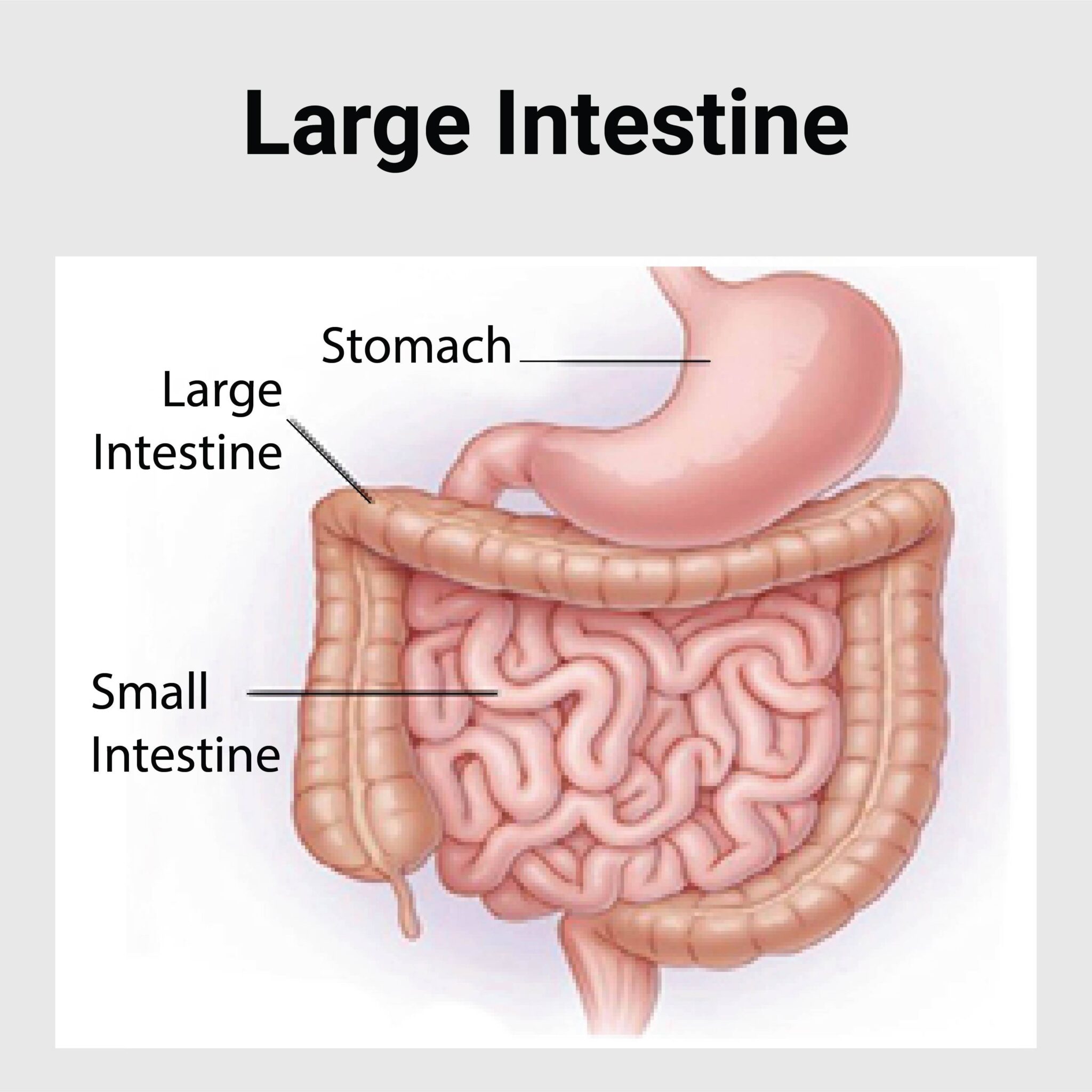 large-intestine-disease-best-gastroenterology-hospital-in-india