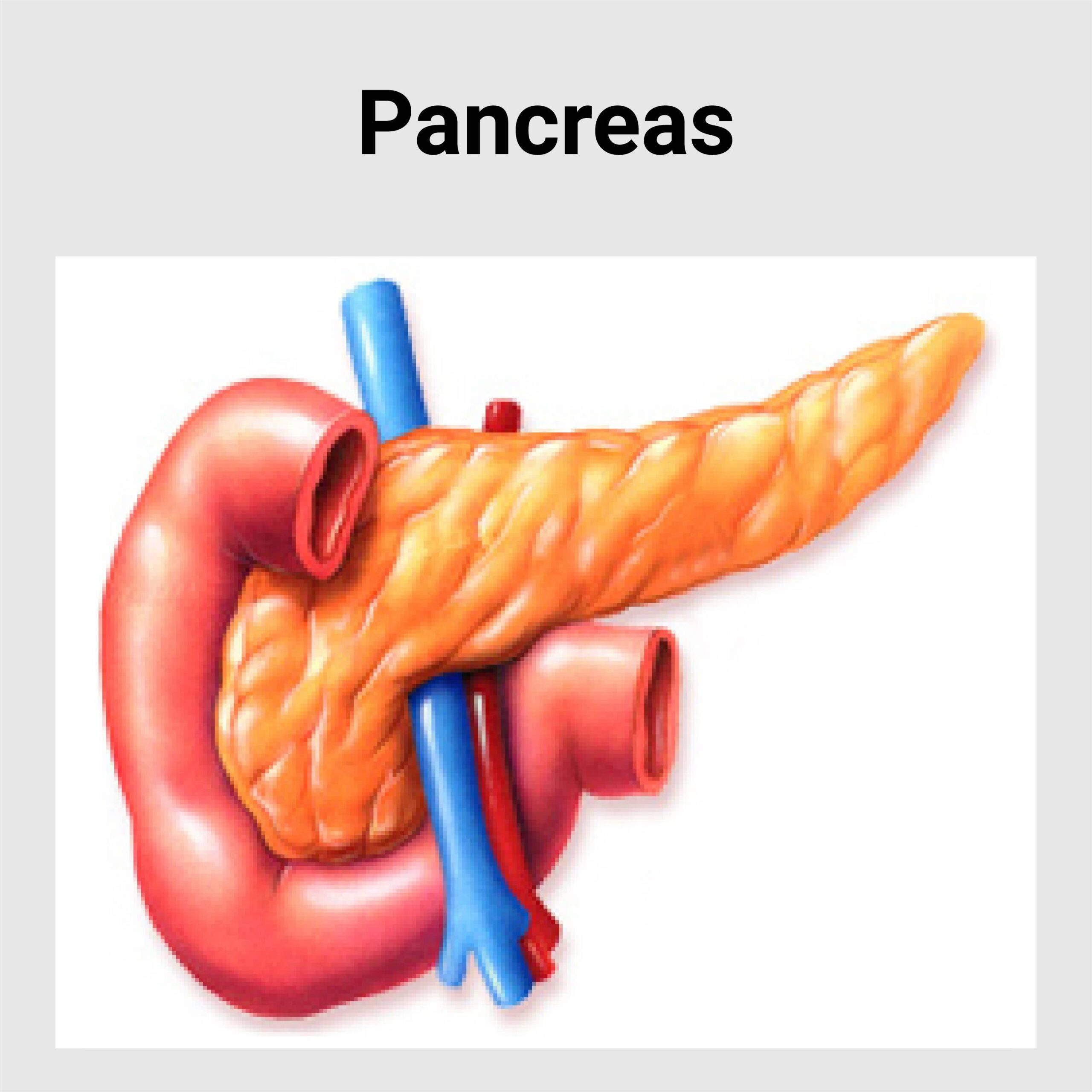 what doctor specializes in pancreas