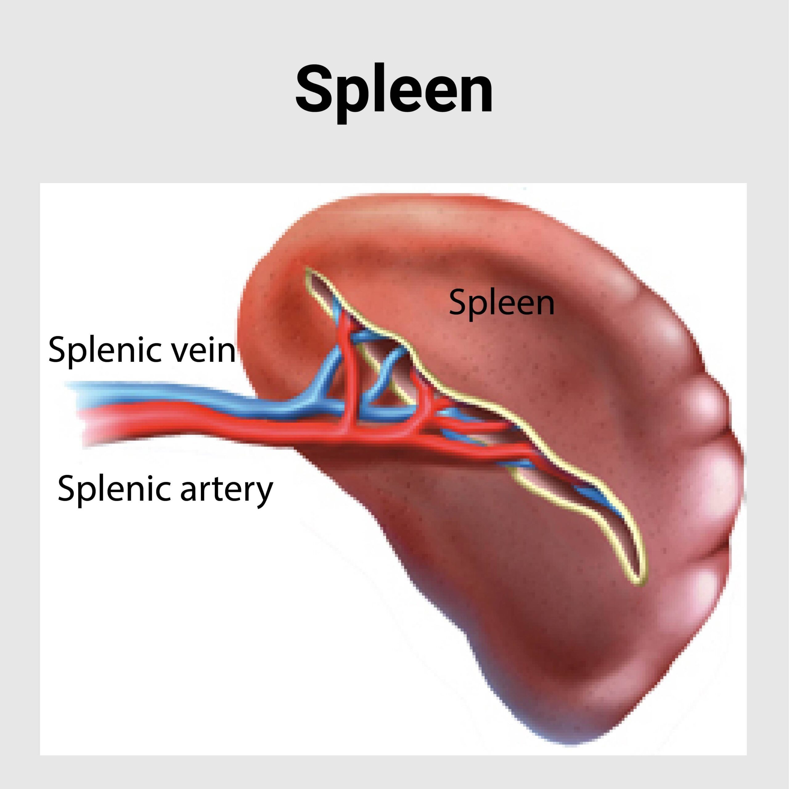 Spleen Scaled 