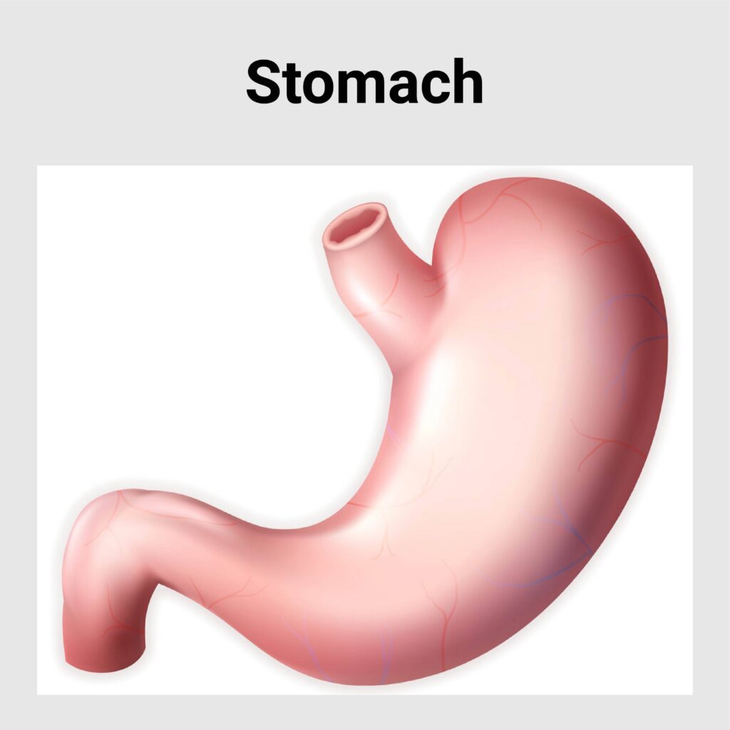 Stomach Disease - Best Gastroenterology Hospital in India