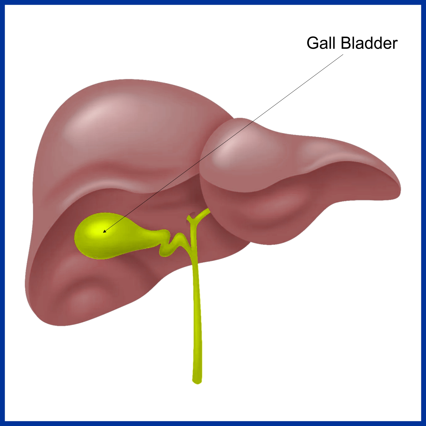 How Much Does A Gall Bladder Weigh Bliss Shine